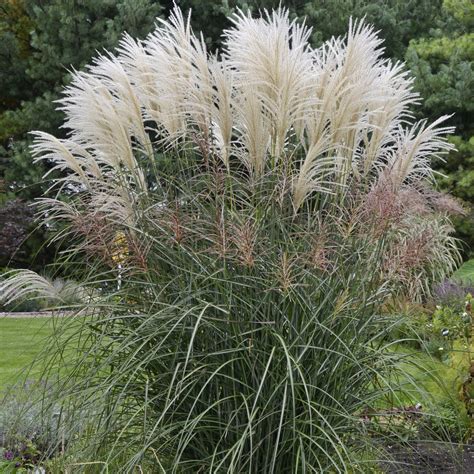 Miscanthus X Giganteus Blue Sky Nursery