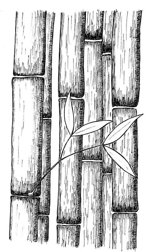 82 Simple Design Bamboo Drawing Sketch For Beginner Best Sketch Art