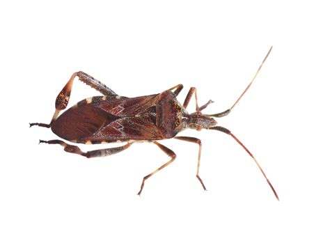 Kissing Bugs Are Assassin Bugs