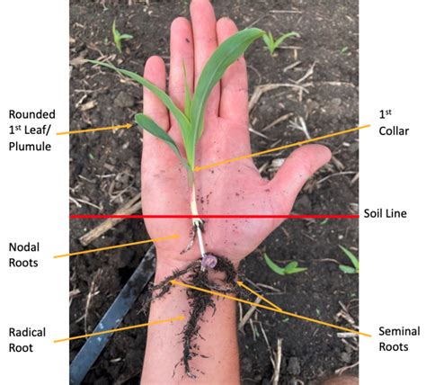 Corn Growth Stages Part 1 Emergence And The First 30 Days Of Life