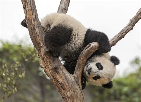 13 Things You Didnt Know About Pandas Travel