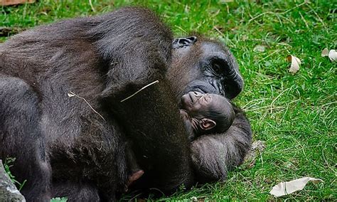 When we say the word of zoo, the people who hear that word imagine a place that the animals are taken in the cages and the people are coming and visiting those animals. How Many Types Of Gorillas Are There? - WorldAtlas.com