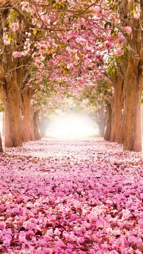 Cherry Blossom Iphone Hd Wallpaper Nature Beautiful Tree Beautiful