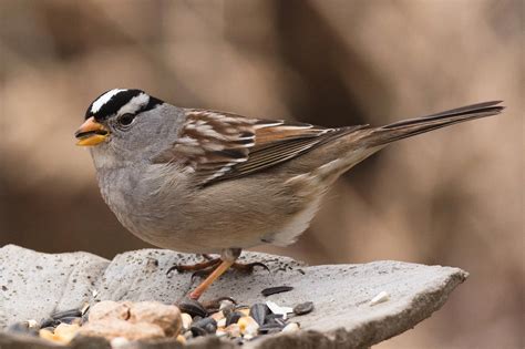 The Winter Sparrows Nature In Novato