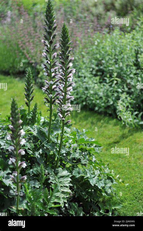 Long Leaved Bears Breech Acanthus Hungaricus Blooms In A Garden In