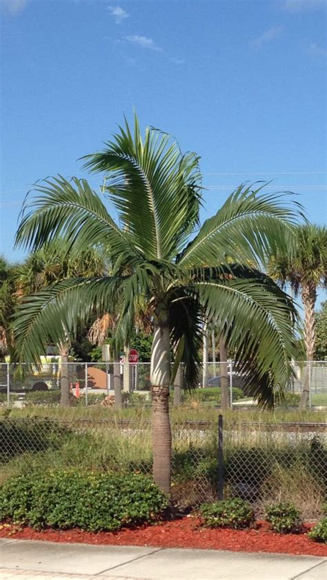 Princess Palm Florida Palm Trees Palm Trees Florida Trees