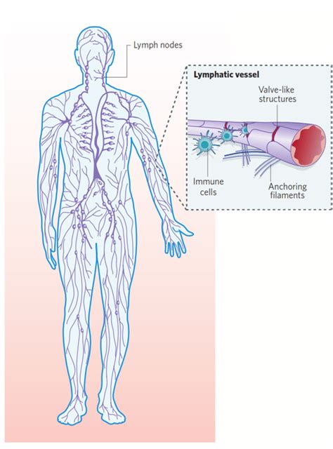 Prostate Cancer Spread To Lymph Nodes Survival Rate Cancerwalls