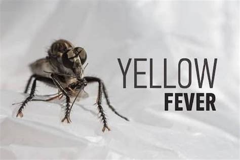 Yellow Fever Symptoms Complications And Treatment