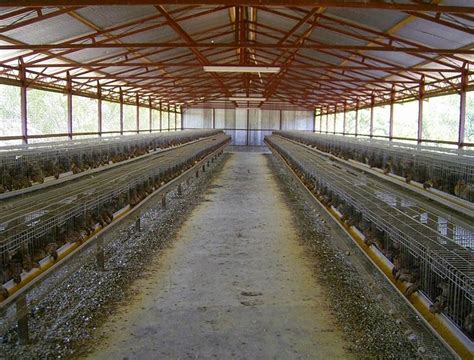 Tipe ayam ini disebut dengan ayam petelur putih. 12 Desain Kandang Ayam Petelur dan Broiler Modern | RUMAH ...