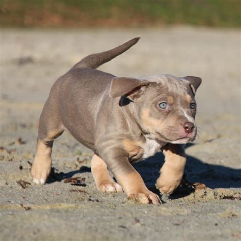We don't just got for pretty coat or look. THE INCREDIBULLZ - XL AMERICAN BULLY BREEDERS