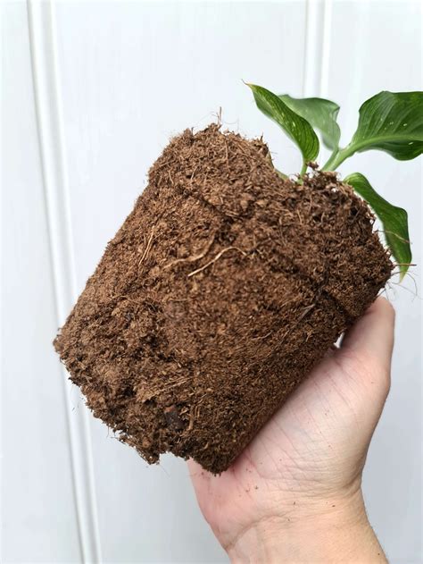 Peat Moss A How To Guide — Verdant Dwellings
