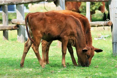 Two Brown Calves Free Stock Photo Public Domain Pictures