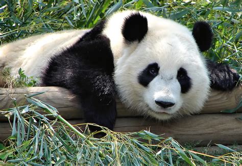 Free Roaming Dogs Prevent Giant Pandas From Thriving In The Wild