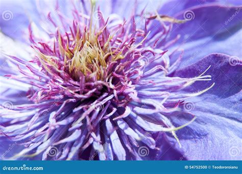 Blue Flower Detail Stock Photo Image Of Leaf Flower 54752500