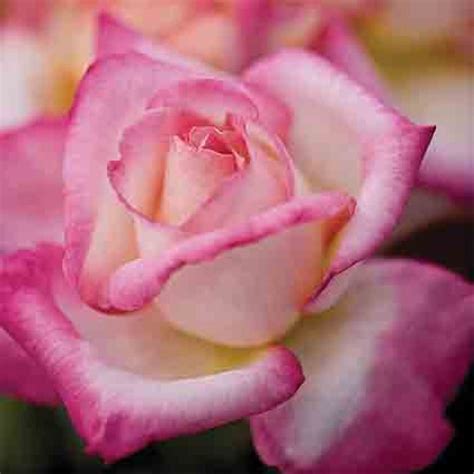 California Dreamin ™ Hybrid Tea Rose Hybrid Tea Roses Edmunds Roses