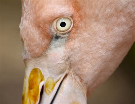 Flamingo Eye Super Duper Close Up No David Dehetre Flickr
