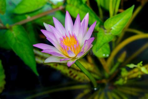 Purple Lotus Stock Image Image Of Natural Garden Yellow 89879125