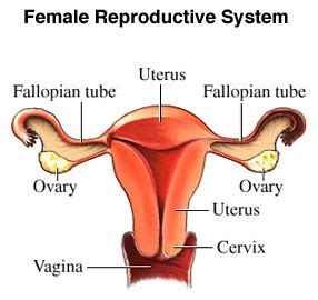 The ovaries produce the egg cells, called the ova or oocytes. Describe the human female reproductive system with the ...