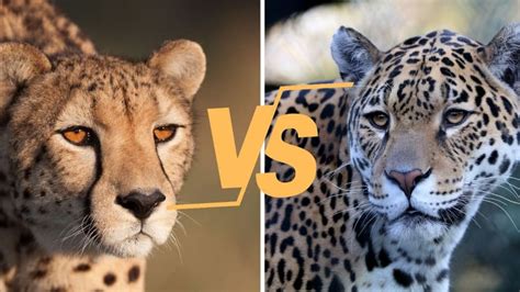 Cheetah Vs Jaguar Whats The Difference Between Them