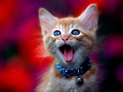 Background Cats Kittens Emotions Download Free Pictures