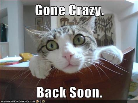 Gone Crazy Lolcats Lol Cat Memes Funny Cats Funny Cat