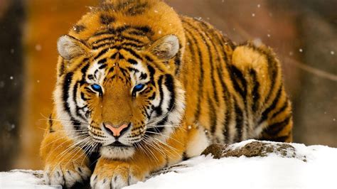 Animals Tiger Big Cats Wallpapers Hd Desktop And