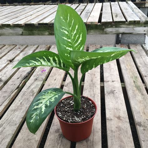 Assorted Dieffenbachia 6″ Pot Tropicalshouseplants Cochrane