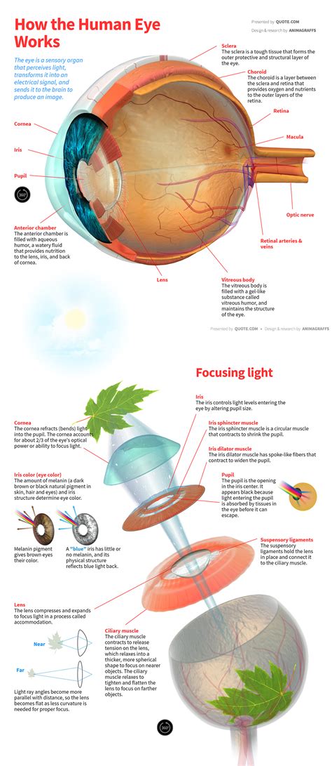 How The Human Eye Works Animagraffs