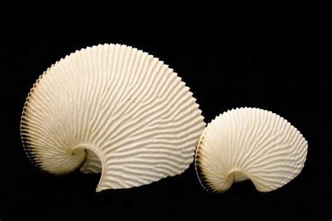 Argonaut Octopus Shells Sea Shells Shells And Sand Shells