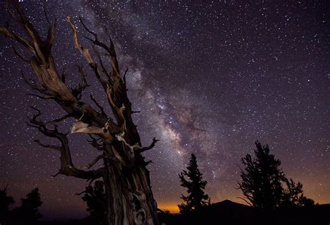 Online Crop Silhouette Of Trees Under Milky Way Galaxy Nature