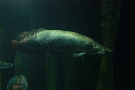 12 Largest Freshwater Fish In The World