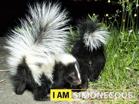 Have You Seen My Mommy Baby Skunks Baby Animals Skunk