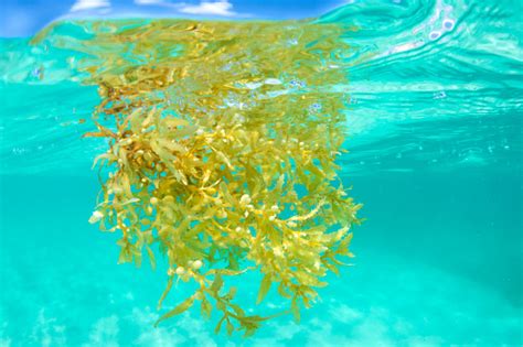 Sargassum Seaweed Floating Underwater In Sea Stock Photo Download