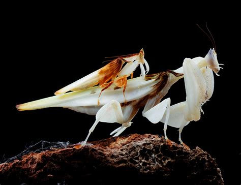 Secrets Of The Orchid Mantis The New York Times
