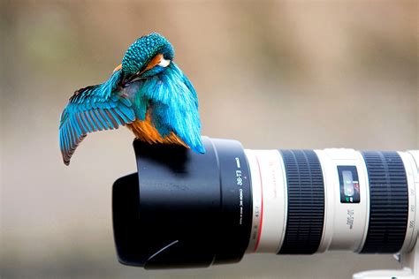 Nature Animals Birds Colibri Bird Camera Canon