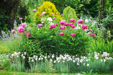 13 beautiful plants to plant with your peonies the practical planter