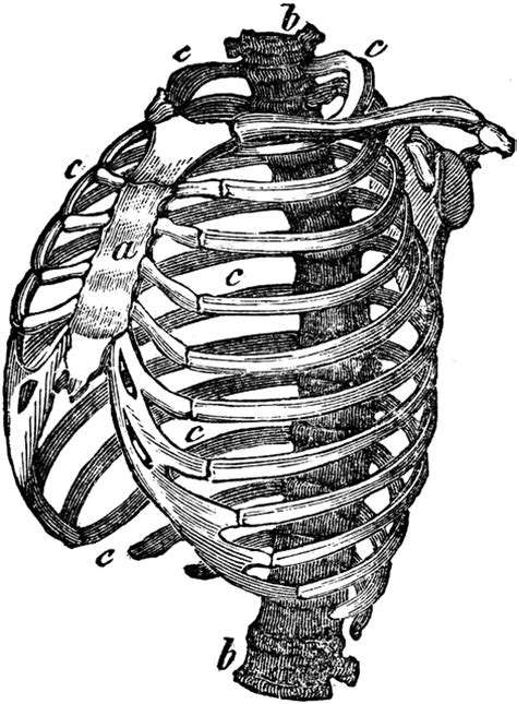 Structure Of The Chest Clipart Etc