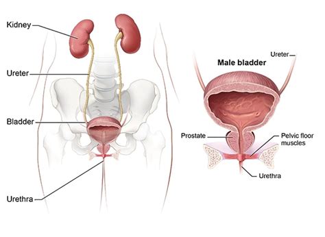 Symptoms And Causes Of Bladder Control Problems Urinary Incontinence Niddk