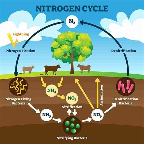 Nitrogen Fixation Definition Bacteria Example Cycle And Diagram