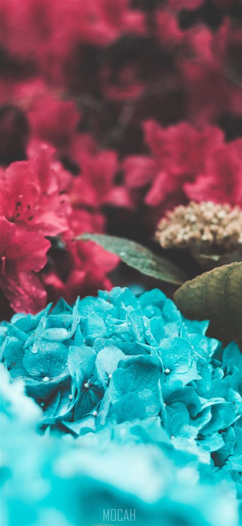 Clusters Of Red And Blue Hydrangea Flowers Blended Lenovo Z6 Pro