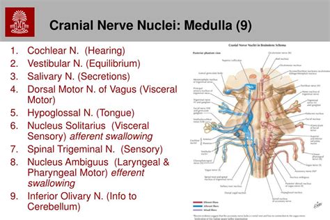 Ppt Chapter Cranial Nerves Powerpoint Presentation