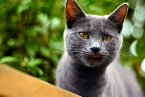 rarest cat breeds oddee