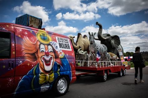 Les Cirques Avec Des Animaux Sauvages Interdits à Paris Dès 2020 Le