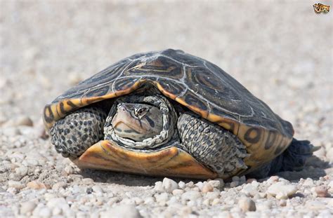 5 Common Species Of Terrapins That Make Great Pets