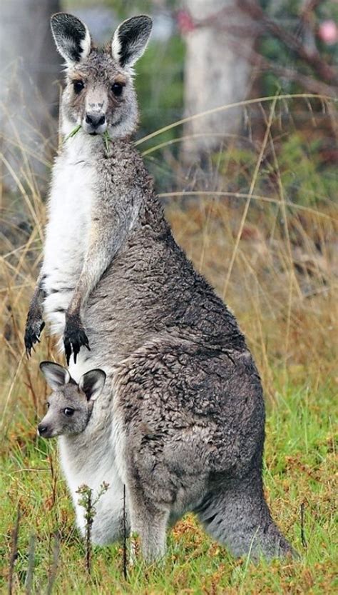 17 Best Images About Kangaroo On Pinterest Baby Dragon
