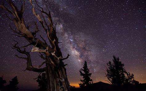 Tree Night Stars Galaxy Milky Way Wallpaper 1920x1200 178625