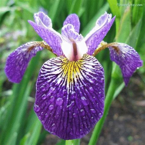Iris The Unfolding Beauty On Make A  Iris Flowers Most Beautiful Flowers Showy Flowers