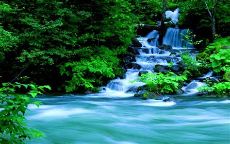 Forest Background With Waterfall Carrotapp