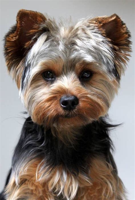 21 Best Yorkie Haircuts Images On Pinterest Yorkies Animals And