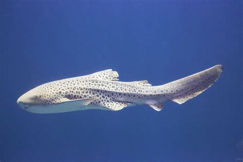 Zebra Shark Stegostoma Fasciatum